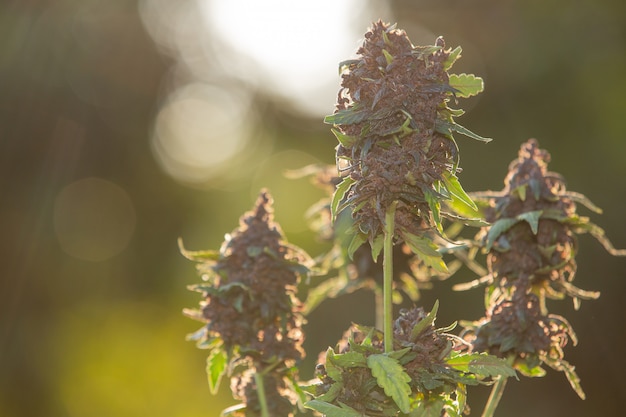 Purple hemp flowers medical Cannabis.