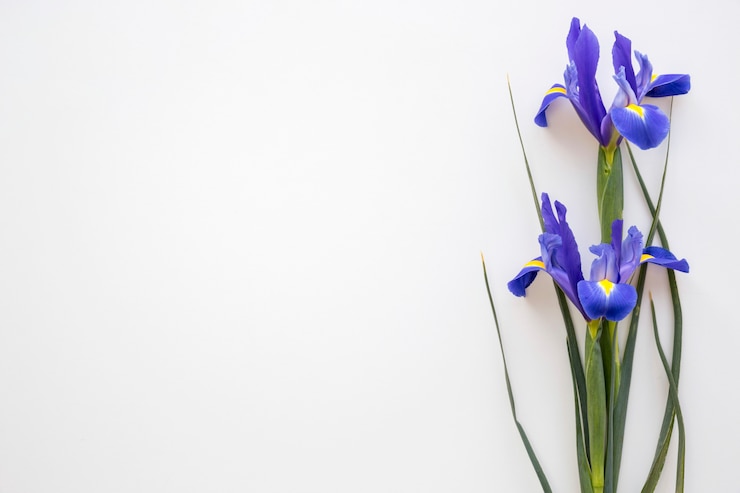 Free Photo purple iris flowers on isolated on white background