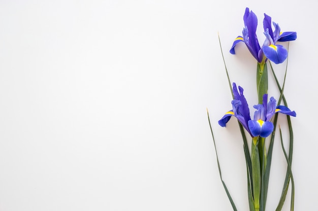 Бесплатное фото Фиолетовый ирис цветы на белом фоне