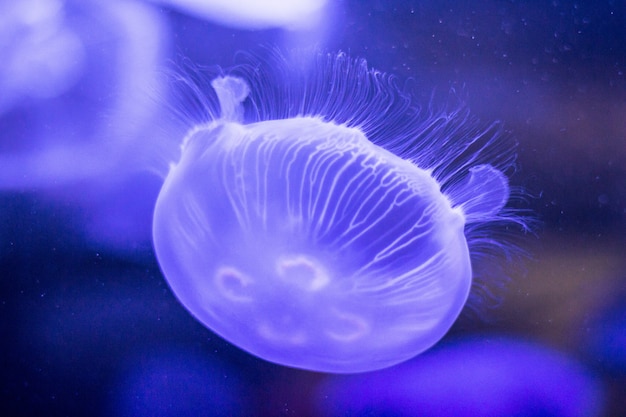A purple jellyfish closeup