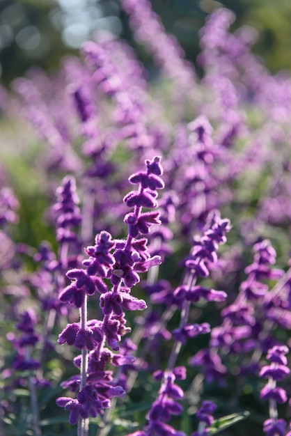 無料写真 紫のラベンダーのクローズアップの背景