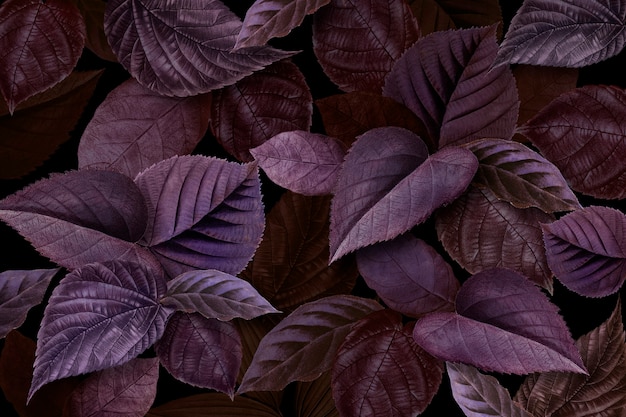 Purple leaves in the garden