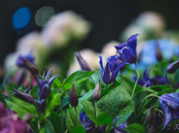 Purple lilacs with green leaves, camera view in a studio