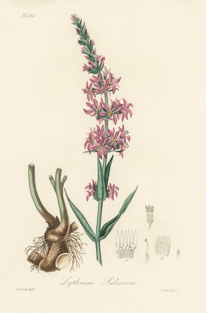 Foto gratuita illustrazione di salcerella (lythrum salicaria) dalla botanica medica (1836)