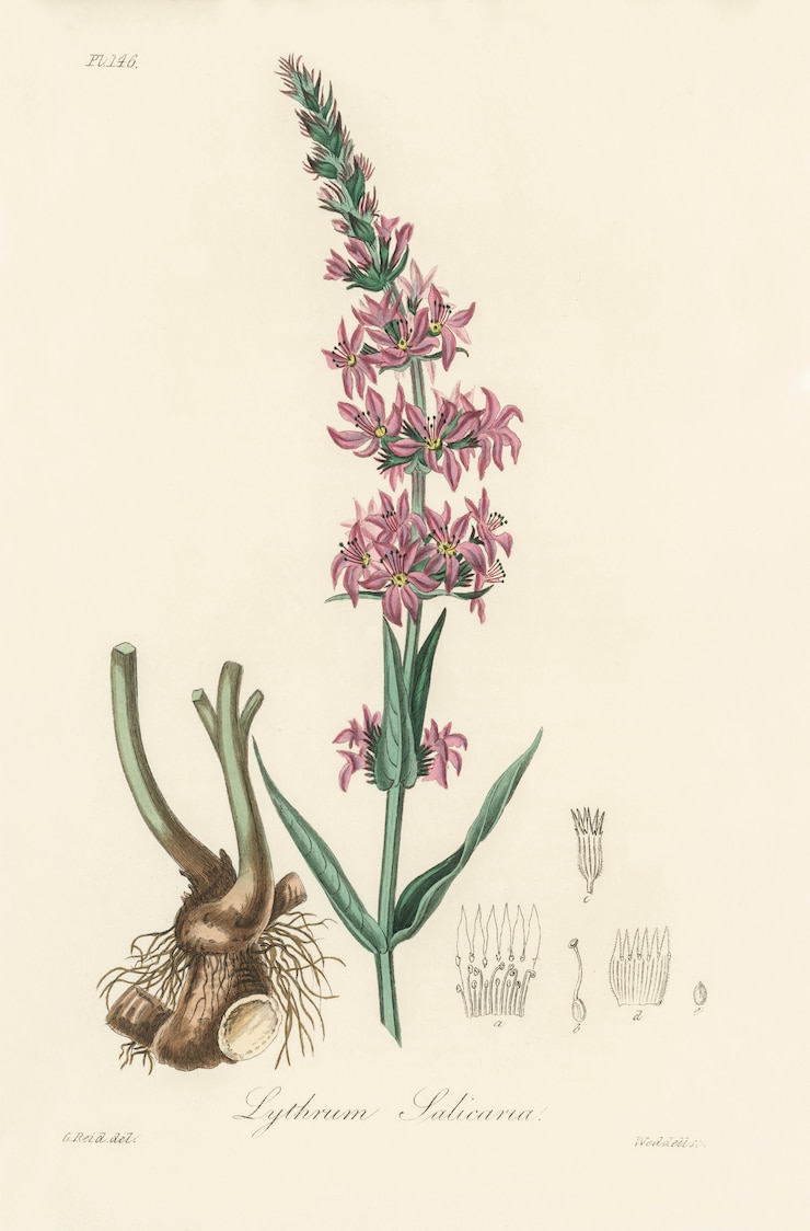 Бесплатный Фотография purple loosestrife (lythrum salicaria) иллюстрация из медицинской ботаники (1836)