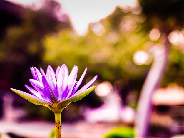 池​に​咲く​紫色​の​蓮​の​花​や​睡蓮​の​花​。​夏​の​仏​崇拝​の​装飾​の​背景