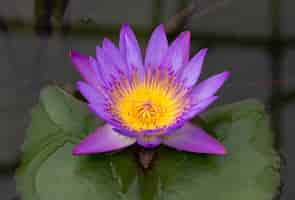 Free photo purple lotus flower in pond