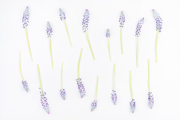 Purple mascara flowers on white background