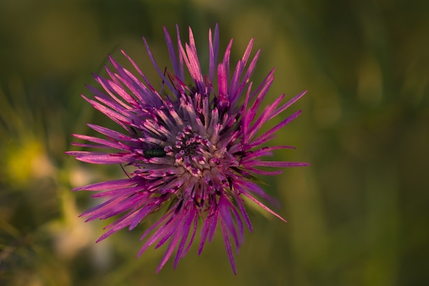 紫のミルクアザミ、イノシシのアザミ、Galactitis tomentosa、マルタ、地中海