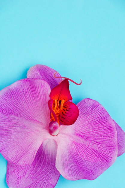 青色の背景に紫の蘭