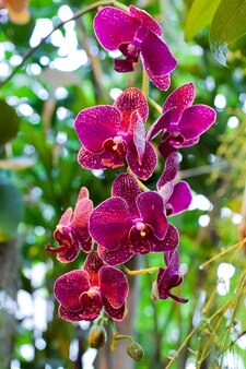 Фиолетовые цветы орхидеи на фоне листьев. вертикальный выстрел