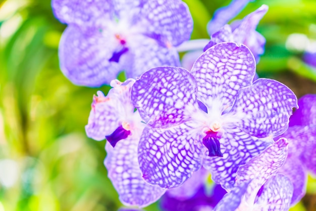 Purple orchids close-up