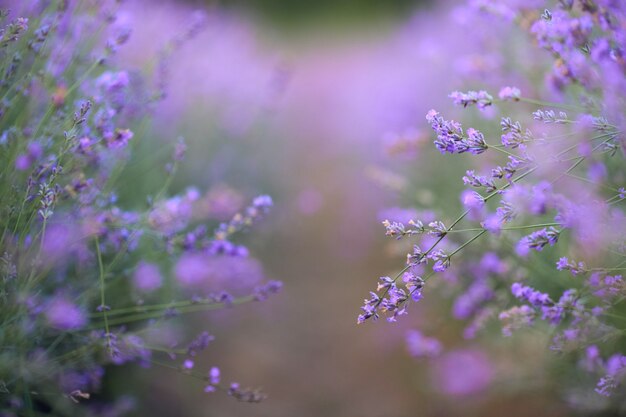 Фиолетовые пятна в цветущем лавандовом поле