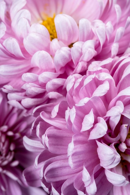 Purple petals detailed close-up