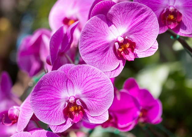 紫色の胡蝶蘭の花