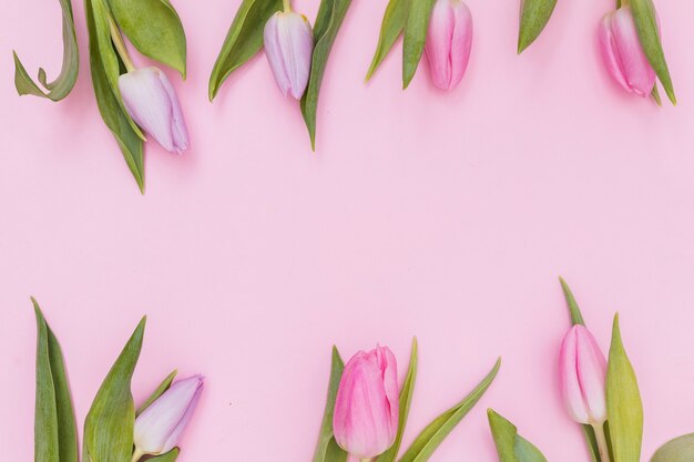 Purple and pink tulip flowers