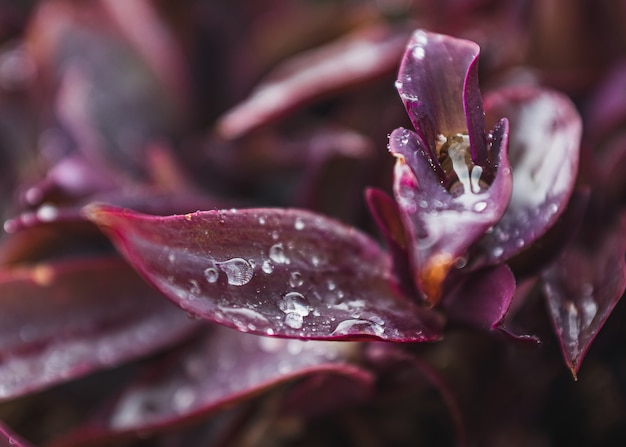 Purple plant with water drops on the leaves