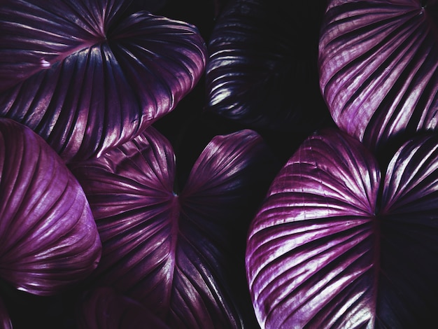 Purple plant