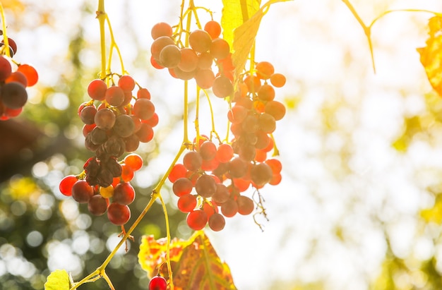 집 근처 보라색 익은 포도. 와인 만들기. 농장 마당에가 날입니다. 수확 시간. 채식주의자를 위한 생태 과일. 태양 광선에 노란 잎입니다.