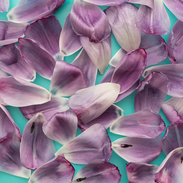 Foto gratuita viola petali di rosa