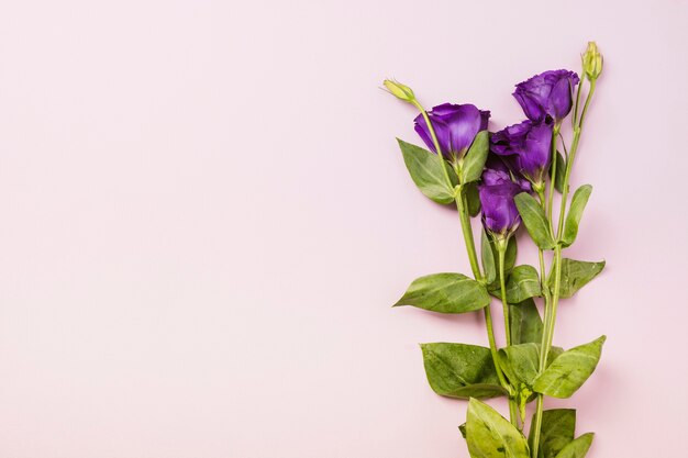 Purple roses on pink backdrop