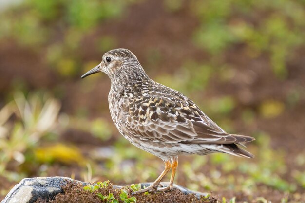 Purple sandpiper bird standing on the ground in the park