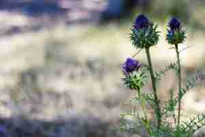 Free photo purple spear thistle flower on a blurred field