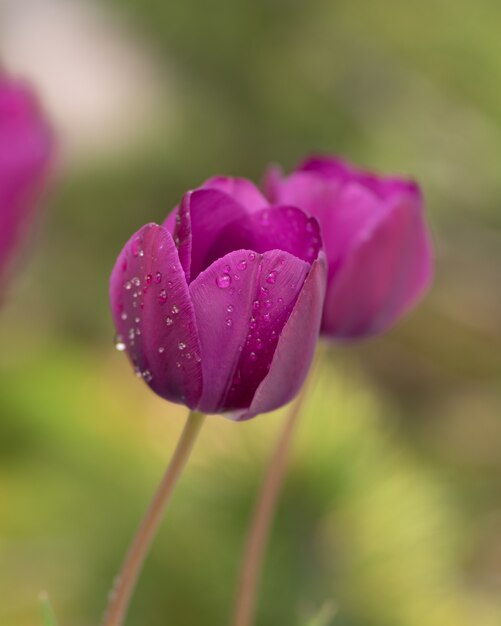 Purple tulip flowers in the field
