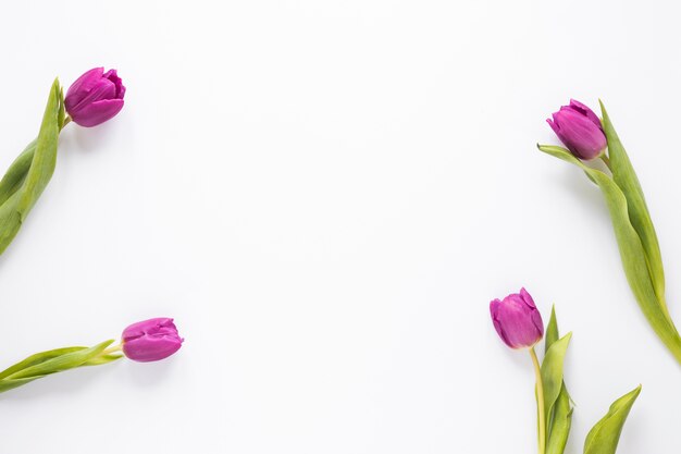 Purple tulip flowers scattered on table