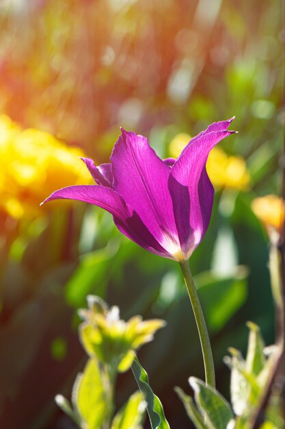 Purple tulip growing in the garden
