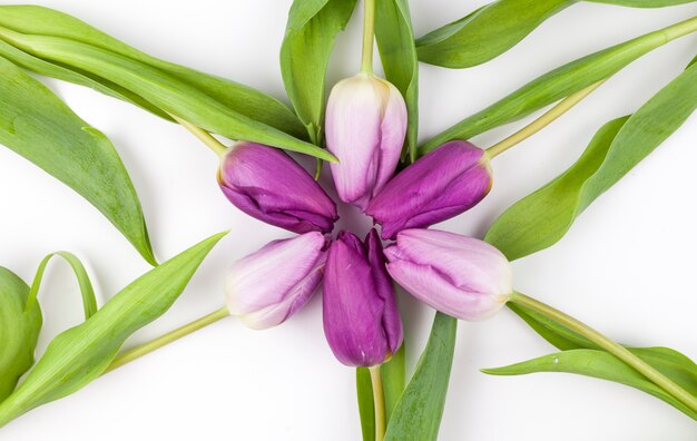 Purple tulips arranged on white backdrop