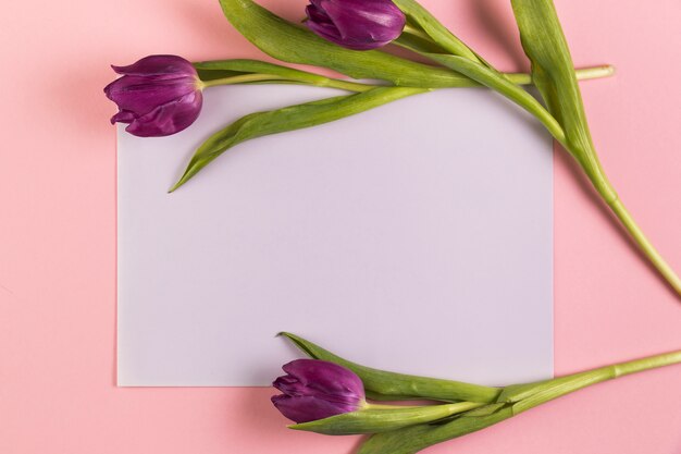 Purple tulips over the white blank paper against pink background