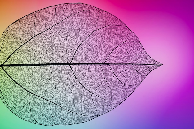 Purple vibrant autumn leaf