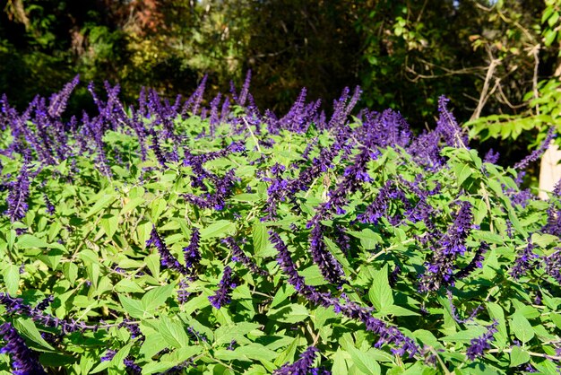 紫色の野生の花