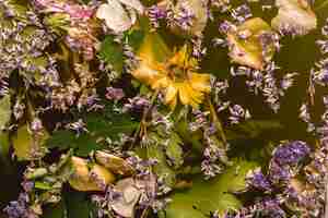 Foto gratuita fiori viola e gialli in acqua nera