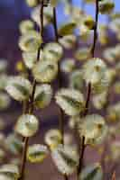 Free photo pussy willow branches