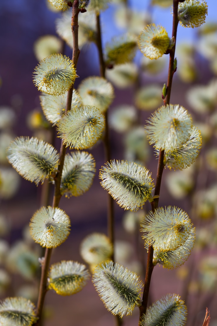 Free Photo pussy willow branches