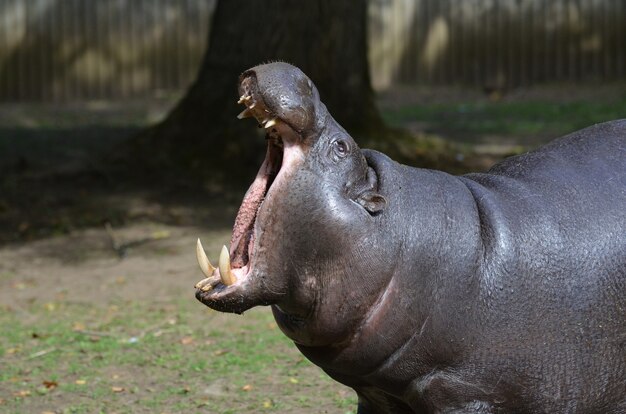 Pygmy hippo with his mouth open very wide showing off all his teeth.