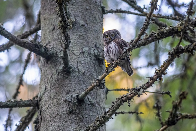 Pygmy owl sitting on tree branch