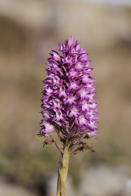 피라미드 난초 Anacamptis Pyramidalis 꽃이 핌