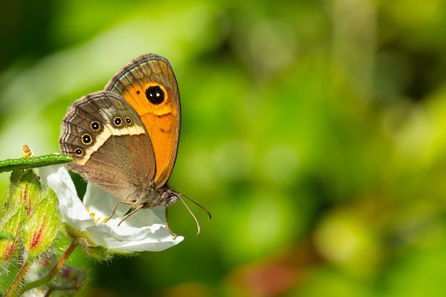 Free photo pyronia bathsheba, the spanish gatekeeper, on white flower