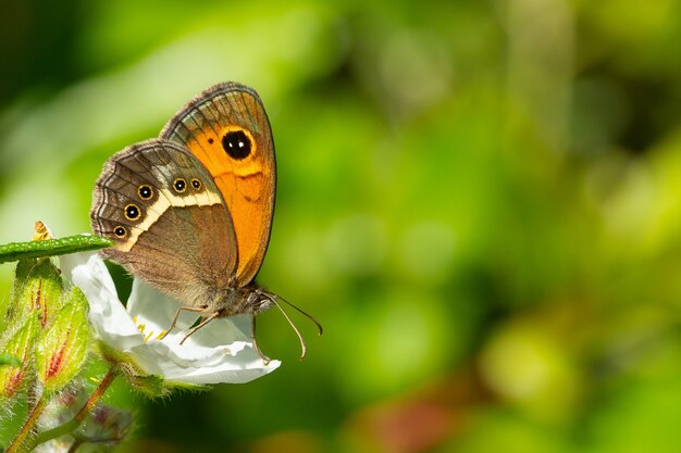 Pyronia Bathsheba, the Spanish gatekeeper, on white flower