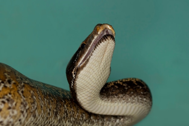 Foto gratuita python brongersmai serpente primo piano