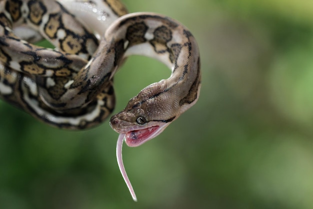 Змея Pythonidae крупным планом ест мизинец Pythonidae змея крупным планом