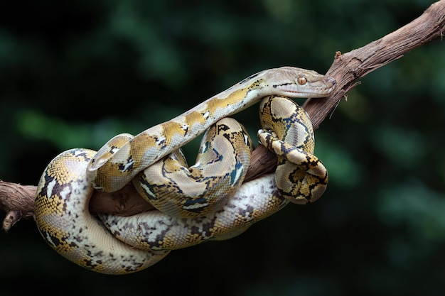 Pythonidae snake sleeping on branch Pythonidae snake closeup