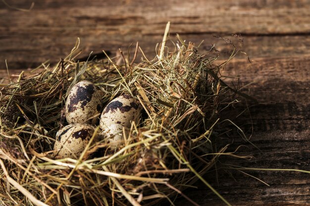 Quail eggs on a nest