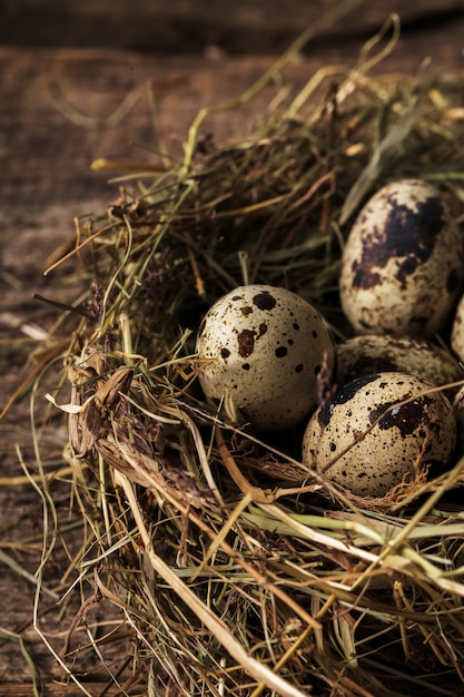 Quail eggs on a nest