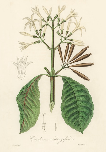 Quina (Cinchona oblongifolia) illustration from Medical Botany (1836) 