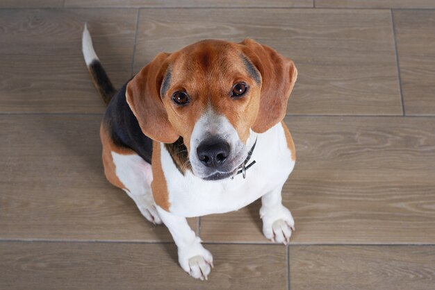 とても親切な犬が床に座っています