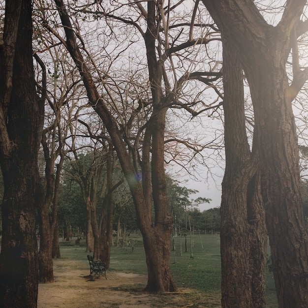 Foto gratuita abbastanza park season lonely fallen autumn concept